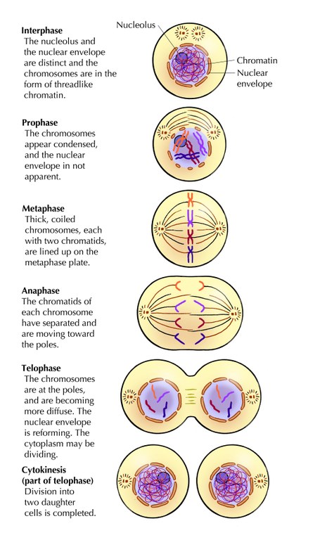 different phases of mitosis