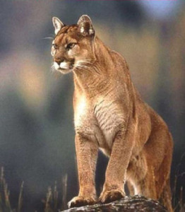 cougar, mountain lion