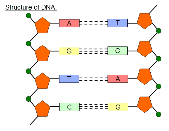 Mr Horrocks’ Biology – 2.6 Structure of DNA and RNA dna strand diagram 