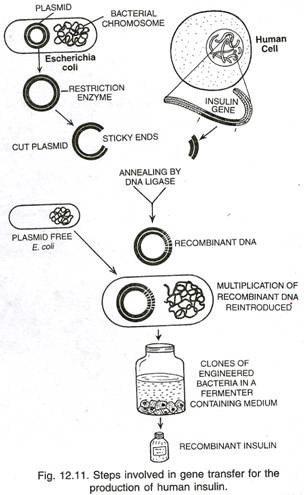 High Quality Custom Essay Writing Service - plasmid research paper ...