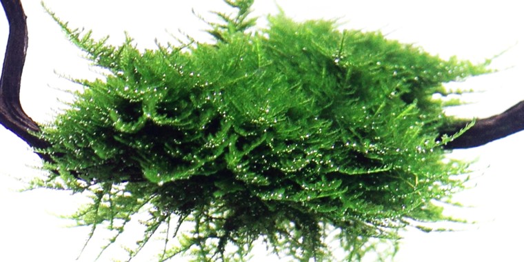 vesicularia-dubyana-christmas-moss-on-small-wood-[2]-1063-p
